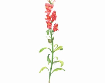 Snapdragon