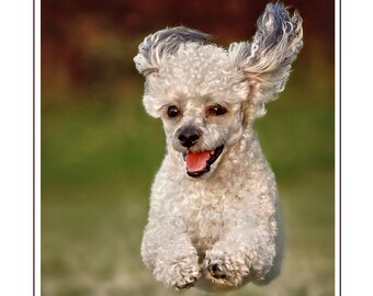 May include: A white poodle with its ears flapping in the wind, jumping in mid-air with its mouth open and tongue sticking out.