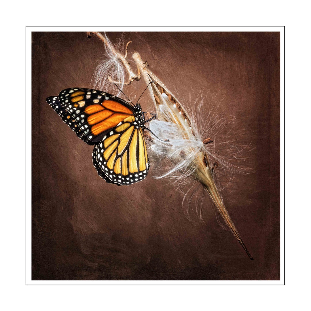 5x5 Blank Note Cards With Monarch Butterfly on Milkweed. Limited ...