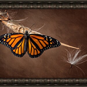 Limited Edition Artwork &quot;Monarch On Milkweed No 2&quot;
