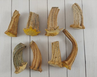 Dried Pumpkin Stems - Dried - for crafts