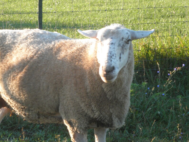 our sheep, Zoe