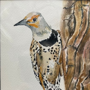Northern Flicker