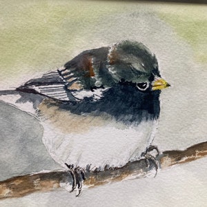 Dark-eyed Junco