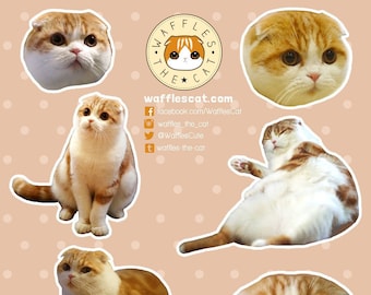 Scottish Fold Sticker Sheet - Kitty - Cute Cat Orange Cat - Waffles the Cat - Vinyl Laptop - Sticker - Bujo - Journal - Locker - Stationery
