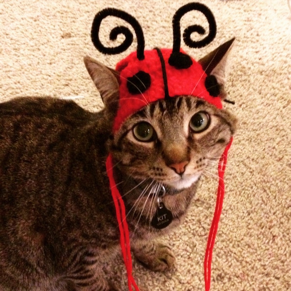 Ladybug Cat Hat Costume