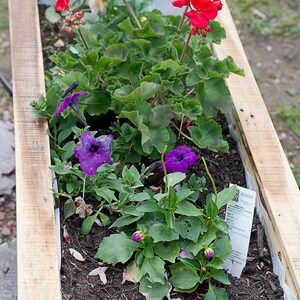 May include: A wooden planter box filled with vibrant red geraniums and purple petunias. The flowers are in full bloom, contrasting with the dark soil. The planter is made of light-coloured wood.