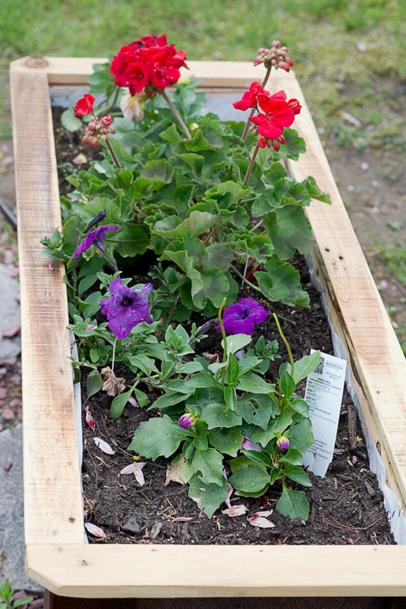 May include: A wooden planter box filled with vibrant red geraniums and purple petunias. The flowers are in full bloom, contrasting with the dark soil. The planter is made of light-coloured wood.