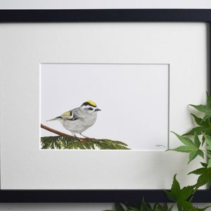 golden-crowned kinglet