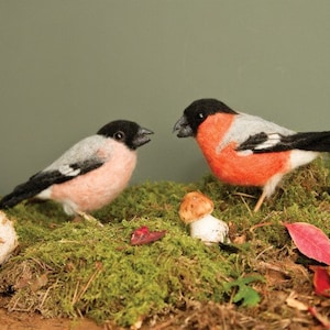 Sr. y Sra. Beaky Bullfinch