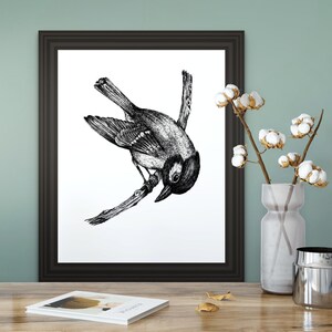 White Wagtail Art Print. INSTANT DOWNLOAD. South African Bird Wildlife Wall decor. Digitized etching imagery to purchase, print and frame!