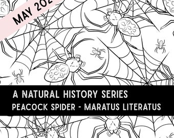 PRE-ORDER: May 2024 Natural History Sock Set Special Series - Maratus Literatus - Pax or Potomac Sock