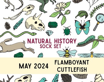 PRE-ORDER: May 2024 Natural History Sock Set - Flamboyant Cuttlefish - Pax or Potomac Sock
