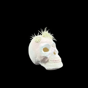 May include: White ceramic skull planter with two small air plants growing out of the top of the skull.
