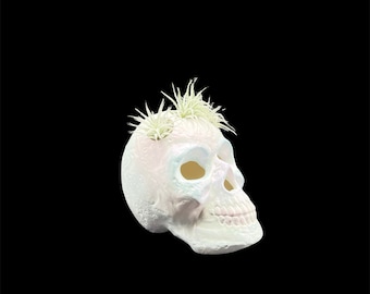Ceramic Skull Air Plant Holder For Indoor Gardening, Skull Planter