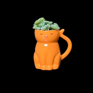 May include: Orange ceramic cat planter with a succulent plant inside. The cat planter has closed eyes and a pink nose.