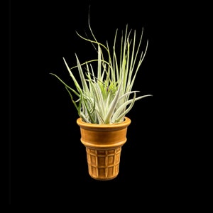 May include: A small air plant in a brown ceramic ice cream cone shaped planter.