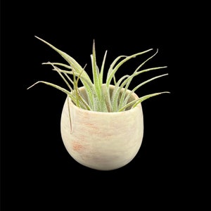 Small Rustic Air Planter - Handmade Ceramic Air Plant Planter - Ceramic Mini Air Planter - Air Plant Display - Plant Holder - Glazed Planter