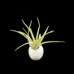 Egg Air Plant Holder - Mini Air Plant Planter - Speckled Ceramic Air Plant Holder - Egg Plant - Handmade Egg Air Plant Holder