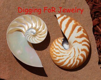 Nautilus Shell Etsy Nautilus Shell Etsy