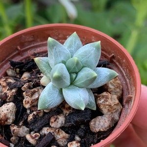 Pachyphytum compactum Mini Little Jewel Succulent