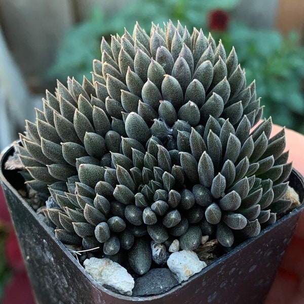 Sinocrassula yunnanensis | Live Plant Crested and Cluster