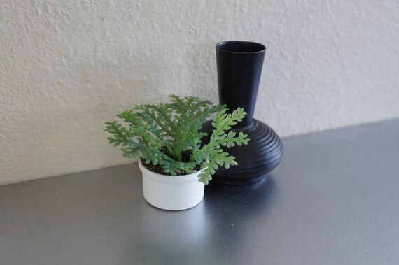 1 6 Scale Maidenhair Fern In Various Pots Miniature For Etsy