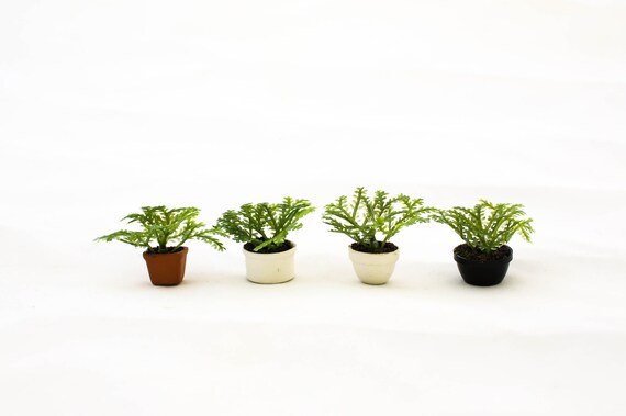 1 6 Scale Maidenhair Fern In Various Pots Miniature For Etsy