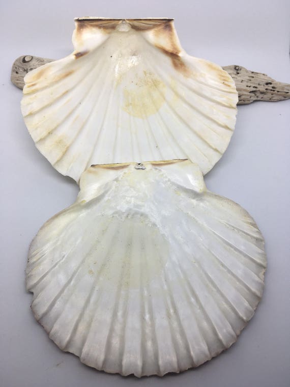 Scottish Scallop Shells SS 1.10.17.1 Etsy