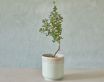Turquoise Ceramic Planter, Indoor Planter, Modern Plant Holder, Pottery Pot, Home Planter, Succulent Planter, Mini Pot Gift, Herbs Vessel