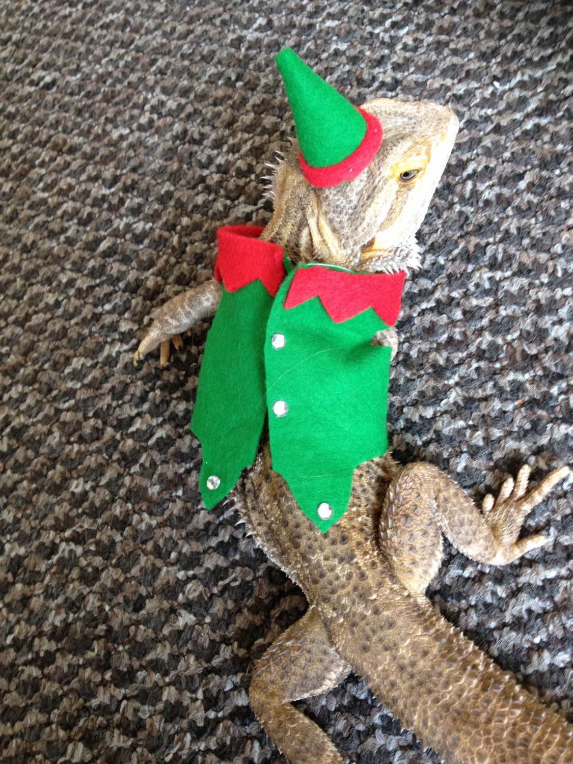 Adjustable Bearded Dragon Costume Lizard Hat with Cloak for Small Reptiles Anole & Chameleon Habitat Décor Green from Lizard Decor & Accessories - price 9.53 Adjustable Bearded Dragon Costume Lizard Hat with Cloak for Small Reptiles Anole & Chameleon Habitat Décor Green from Lizard Decor & Accessories - price 9.53