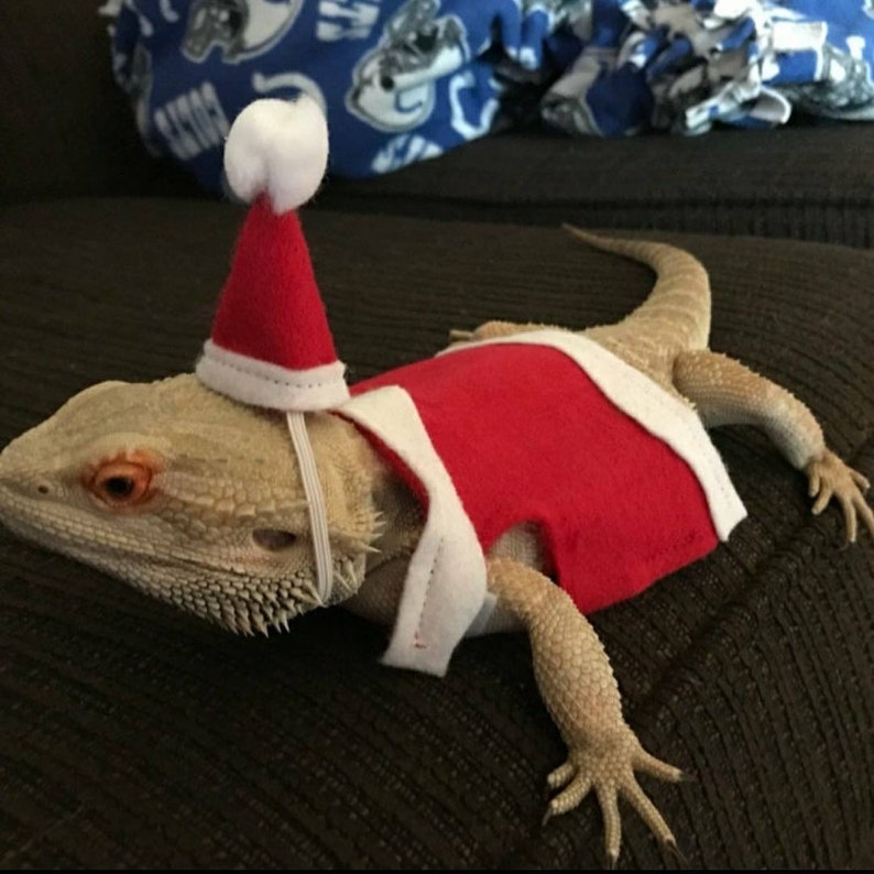 Christmas fancy dress santa elf Bearded dragon clothes | Etsy