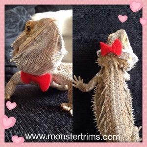 Bearded dragon Bow tie