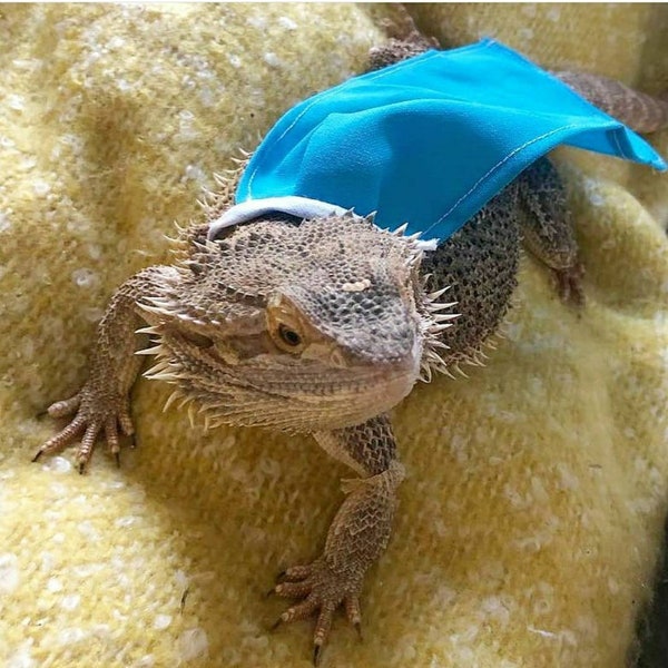 Bearded dragon/small animal cape