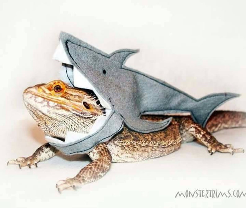 Shark outfit clothing for bearded dragons and other small image 0