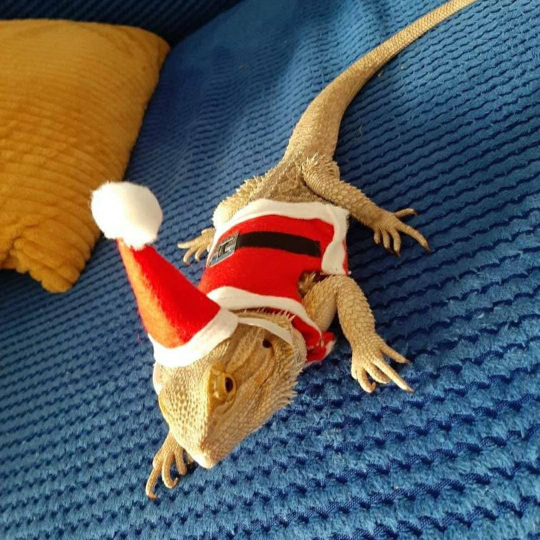 Bearded Dragon Christmas Costume 