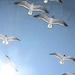 Owner of <a href='https://www.etsy.com/shop/BrilliantWhiteWings?ref=l2-about-shopname&from_page=listing' class='wt-text-link'>BrilliantWhiteWings</a>