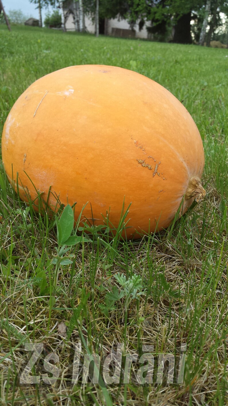 Pumpkin Peel Powder. Organic. 100g Etsy