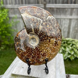 May include: A fossilized ammonite with a brown and white swirling pattern, displayed on a black metal stand. The ammonite is a spiral-shaped shell with a smooth, polished surface.
