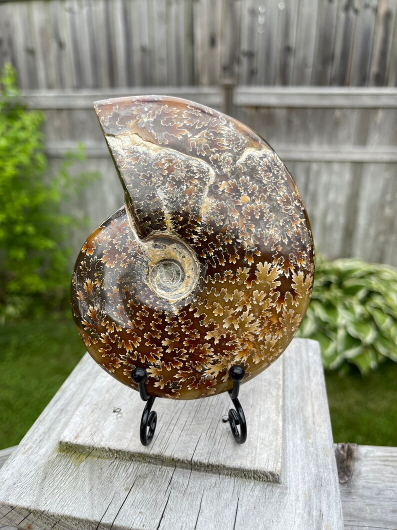 May include: A fossilized ammonite with a brown and white swirling pattern, displayed on a black metal stand. The ammonite is a spiral-shaped shell with a smooth, polished surface.