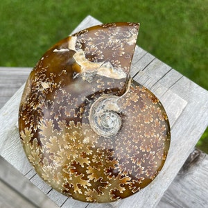 May include: A fossilized ammonite with a brown and white shell. The shell has a spiral pattern with intricate details.