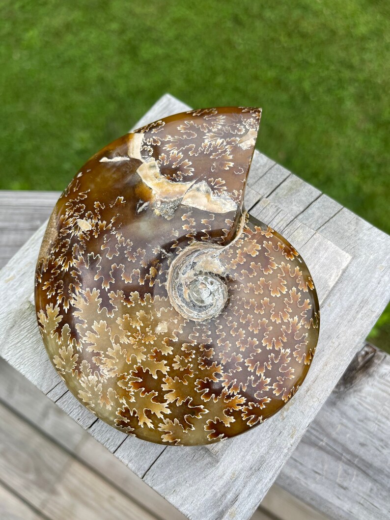 May include: A fossilized ammonite with a brown and white shell. The shell has a spiral pattern with intricate details.