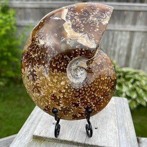 May include: A fossilized ammonite with a brown and white swirling pattern, displayed on a black metal stand. The ammonite has a detailed, intricate pattern.