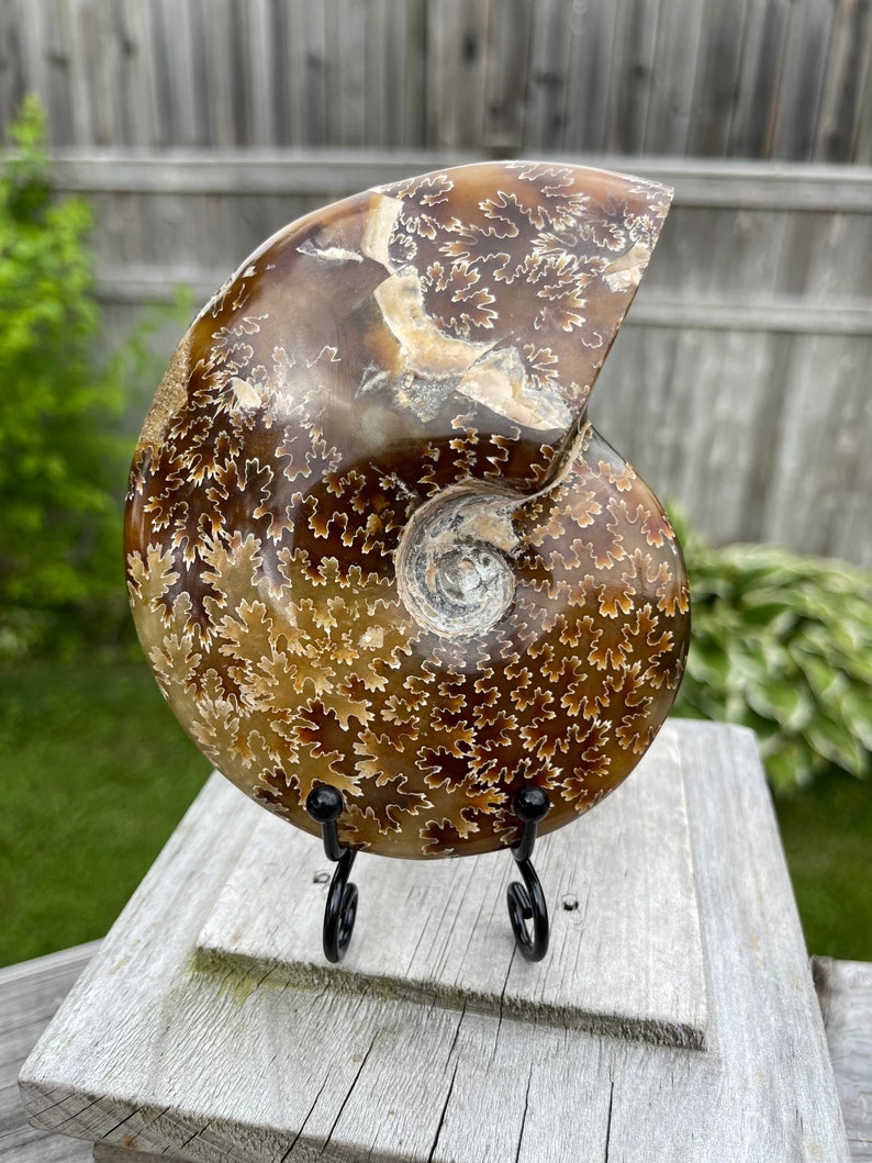 May include: A fossilized ammonite with a brown and white swirling pattern, displayed on a black metal stand. The ammonite has a detailed, intricate pattern.
