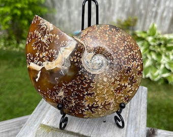 May include: A fossilized ammonite with a brown and white swirling pattern, displayed on a black metal stand.