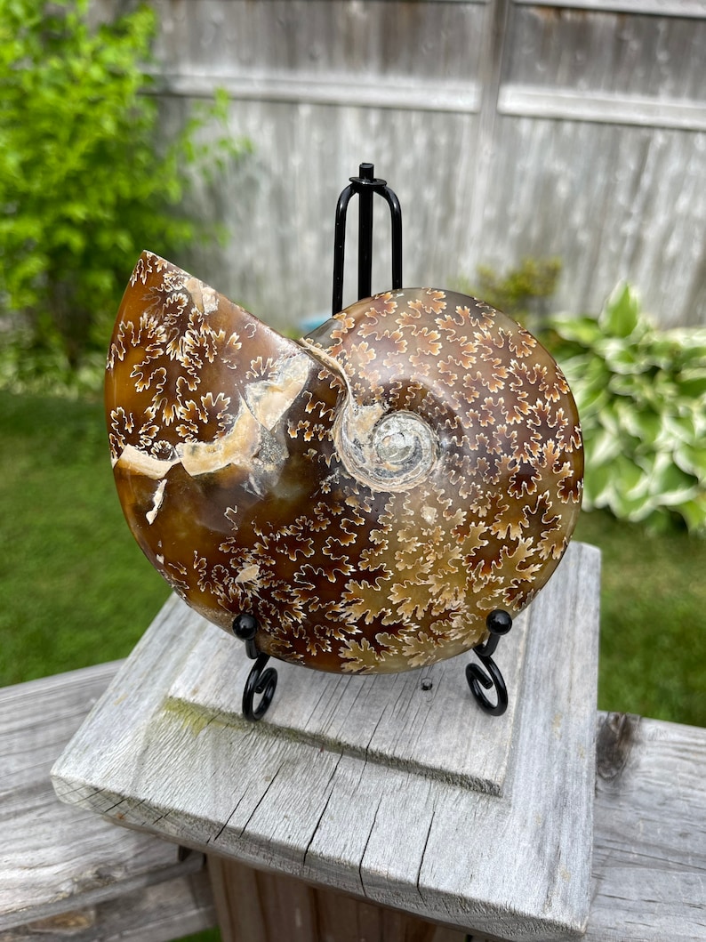 May include: A fossilized ammonite with a brown and white swirling pattern, displayed on a black metal stand.