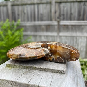 May include: A fossilized ammonite with a brown and white swirl pattern. The ammonite is polished and has a glossy finish.