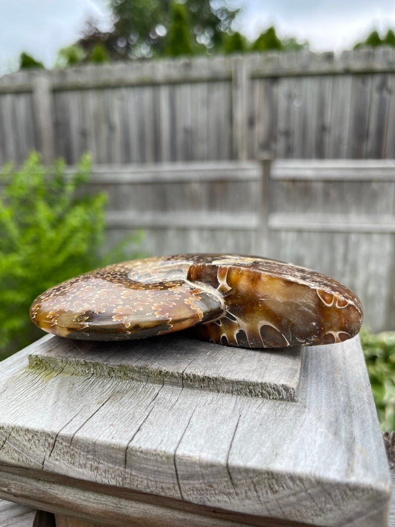 May include: A fossilized ammonite with a brown and white swirl pattern. The ammonite is polished and has a glossy finish.