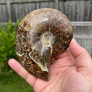May include: A fossilized ammonite with a brown and gold shell. The shell has a spiral pattern with intricate details. The ammonite is a natural specimen.