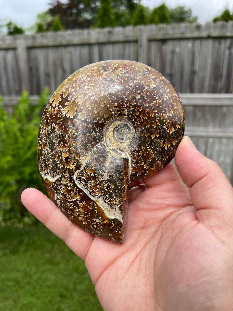 May include: A fossilized ammonite with a brown and gold shell. The shell has a spiral pattern with intricate details. The ammonite is a natural specimen.